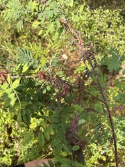 Indigofera suffruticosa