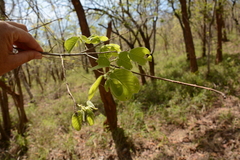 Annona senegalensis