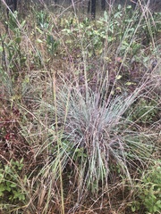 Andropogon cretaceus