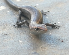 Lampropholis delicata