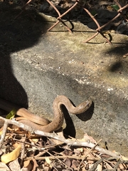 Thamnophis validus