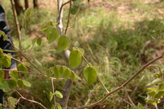 Lannea discolor