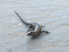 Lampropholis delicata