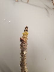 Liquidambar styraciflua