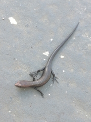 Lampropholis delicata