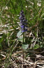 Ajuga reptans