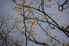 Pseudolachnostylis maprouneifolia