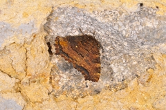 Nymphalis polychloros