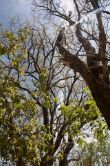 Pseudolachnostylis maprouneifolia