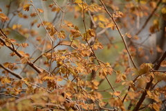 Pseudolachnostylis maprouneifolia