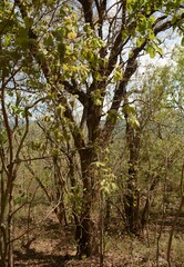 Pseudolachnostylis maprouneifolia