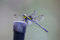 Agrionoptera longitudinalis biserialis
