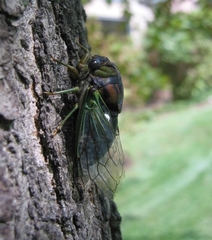 Neotibicen tibicen australis