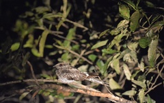 Hydropsalis climacocerca
