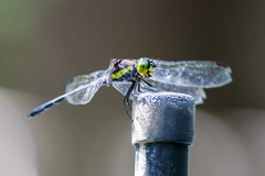 Agrionoptera longitudinalis biserialis