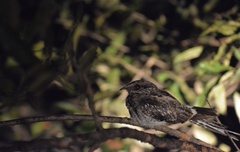 Hydropsalis climacocerca