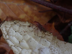 Suillia variegata