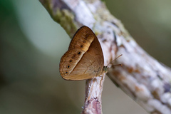 Mycalesis terminus