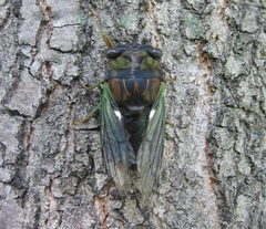 Neotibicen tibicen australis