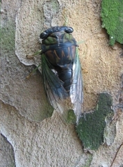 Neotibicen tibicen australis