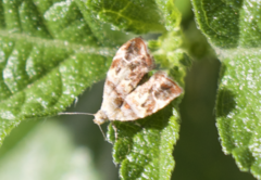 Choreutis emplecta