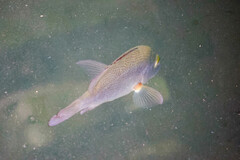 Lutjanus argentimaculatus