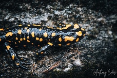 Salamandra corsica