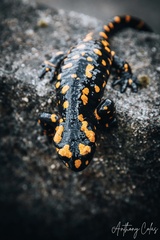 Salamandra corsica