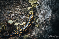 Salamandra corsica