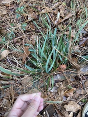 Chasmanthium sessiliflorum