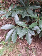 Image of Pittosporum undulatum