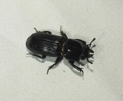 Lucanidae