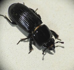 Lucanidae