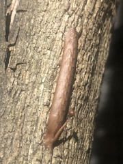 Phyllocrania