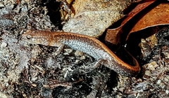 Plethodon serratus