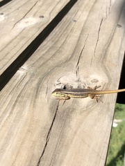 Liolaemus chiliensis