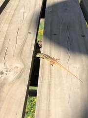 Liolaemus chiliensis