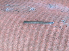 Ommatoiulus moreleti