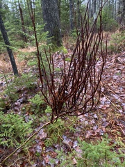 Calyptospora columnaris