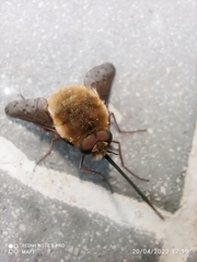 Bombylius
