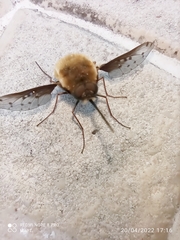 Bombylius