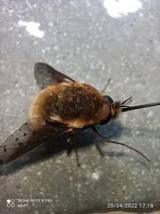 Bombylius
