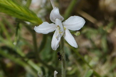 Delphinium leptocarpum