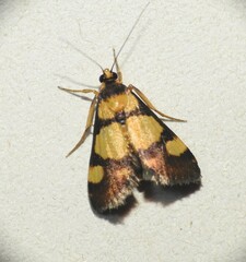Deuterarcha xanthomela