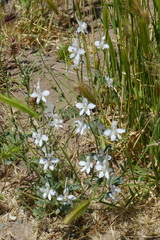 Delphinium leptocarpum