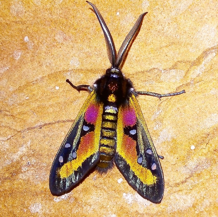 Chrysocale