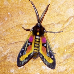 Chrysocale gigantea