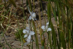 Delphinium leptocarpum