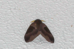 Dirphia triangulum