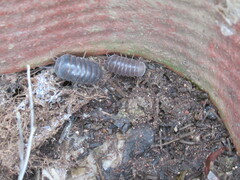 Armadillo officinalis